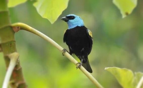 Aos 18 anos, observador de aves acumula 1,2 mil espécies registradas (Crédito: Estevão Santos)