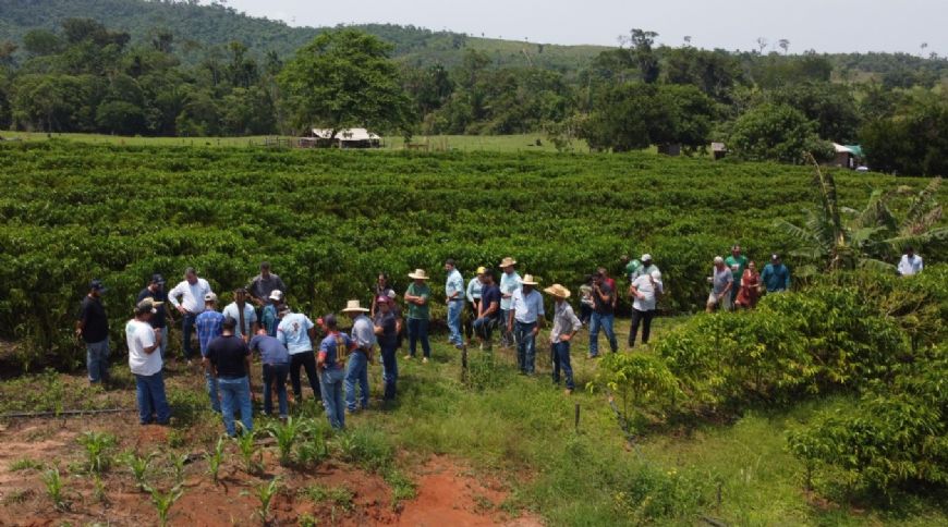 Em dia de campo de café da Empaer, produtores apresentam evolução da cultura desde o plantio até a colheita
